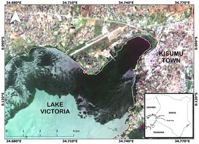 Local-scale impacts of water hyacinth on water quality in a hypereutrophic lake